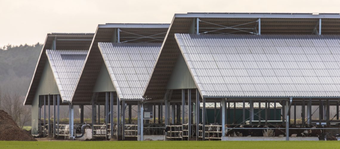 Three giant open cowshed barns at factory farm in Germany